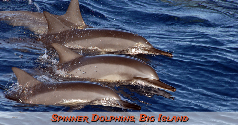 Kōkua - Spinner Dolphins - Big Island - Hawaiian Word - Devotional